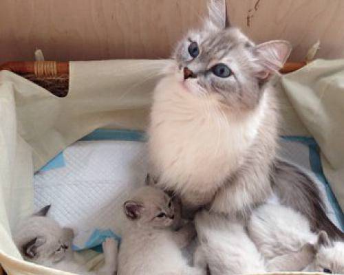 Кошка Д. Медведева
