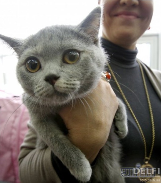 Выставка кошек в Киеве