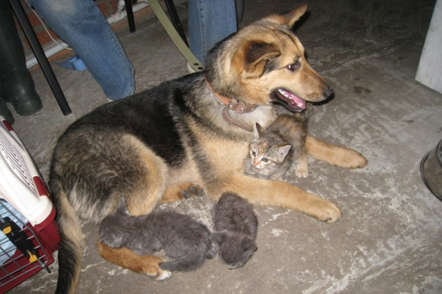 Собака стала мамой для котят Собака стала мамой для котят