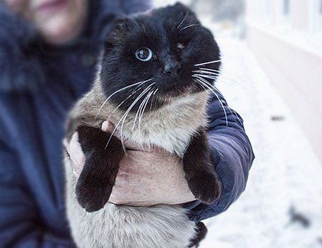 Кот Хомуся