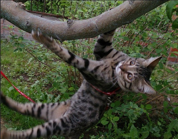 Кошка Уфа